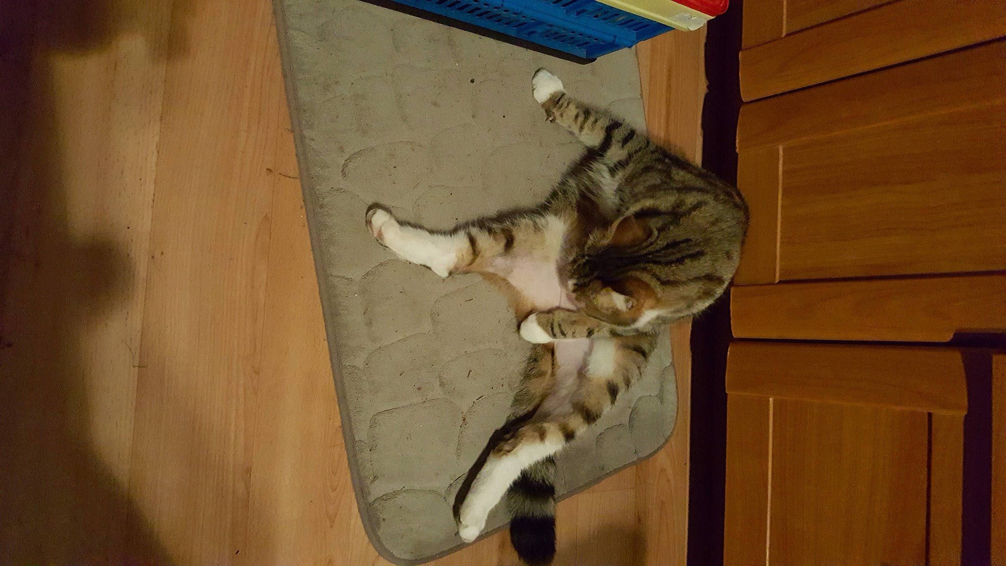 Milou participe au concours pour gagner de l'argent avec cette photo : carnivore, cat, domestic_short_haired_cat, felidae, flooring, fur, hardwood, pet_supply, small_to_medium_sized_cats, sporting_group, tail, terrestrial_animal, whiskers, wood, wood_stain