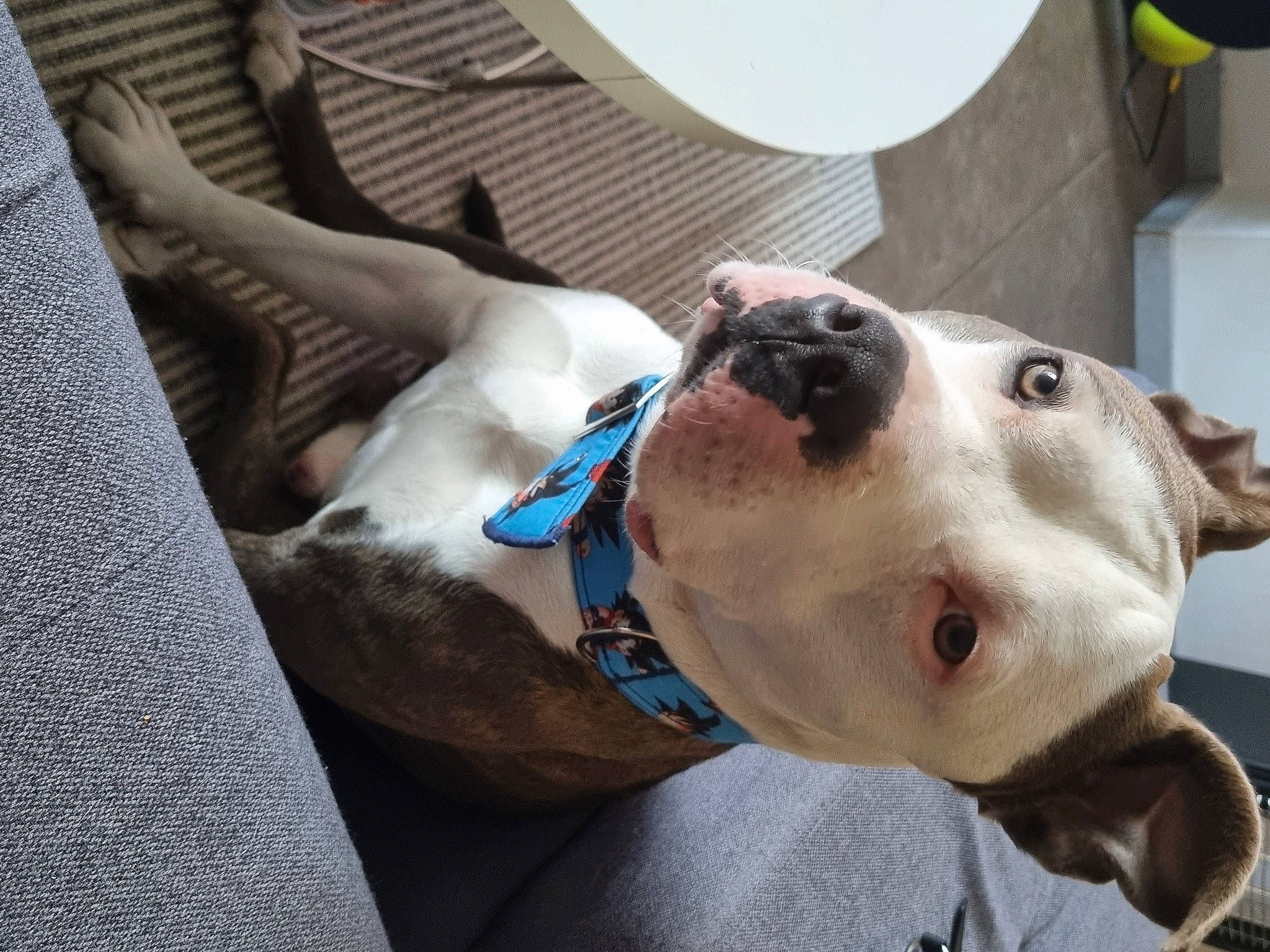 Maïco participe au concours pour gagner de l'argent avec cette photo : canidae, carnivore, collar, companion_dog, dog, dog_breed, dog_collar, dog_supply, ear, fawn, leash, non_sporting_group, pet_supply, snout, sporting_group, whiskers, working_animal