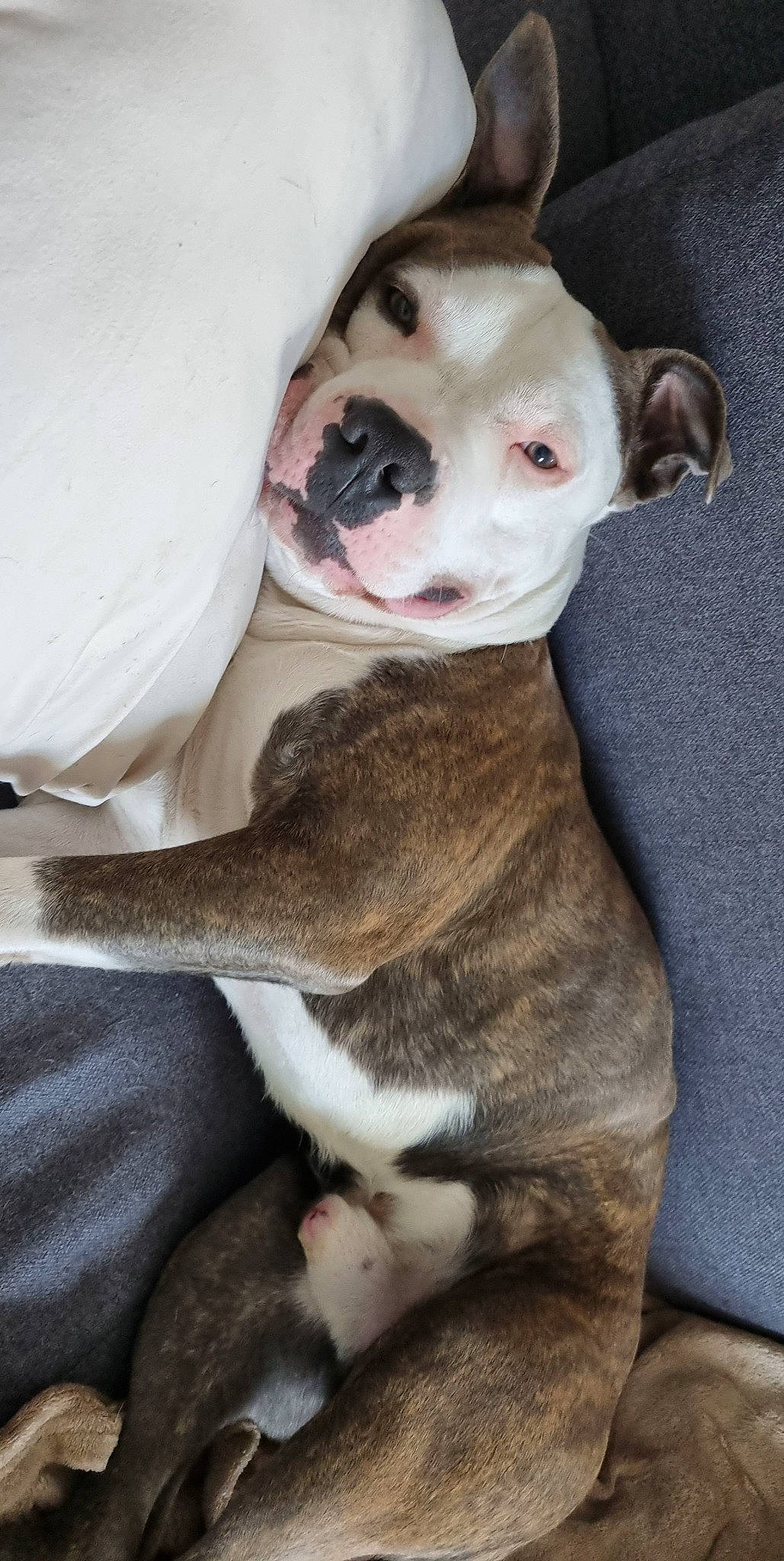 Maïco a rejoint le concours — aidez-le/la à gagner de superbes lots ! canidae, carnivore, collar, comfort, companion_dog, dog, dog_breed, dog_collar, ear, fawn, fur, non_sporting_group, paw, snout, sporting_group, terrestrial_animal, whiskers, working_animal