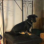 Steve is registered to the contest to win money with this photo: animal, black_dog, calm, collar, dog, ears, floor, four_legs, fur, indoor, metal_furniture, pet, quiet, rustic, shadow, side_view, sitting, small_dog, stool, wooden_board