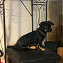 animal, black_dog, calm, collar, dog, ears, floor, four_legs, fur, indoor, metal_furniture, pet, quiet, rustic, shadow, side_view, sitting, small_dog, stool, wooden_board