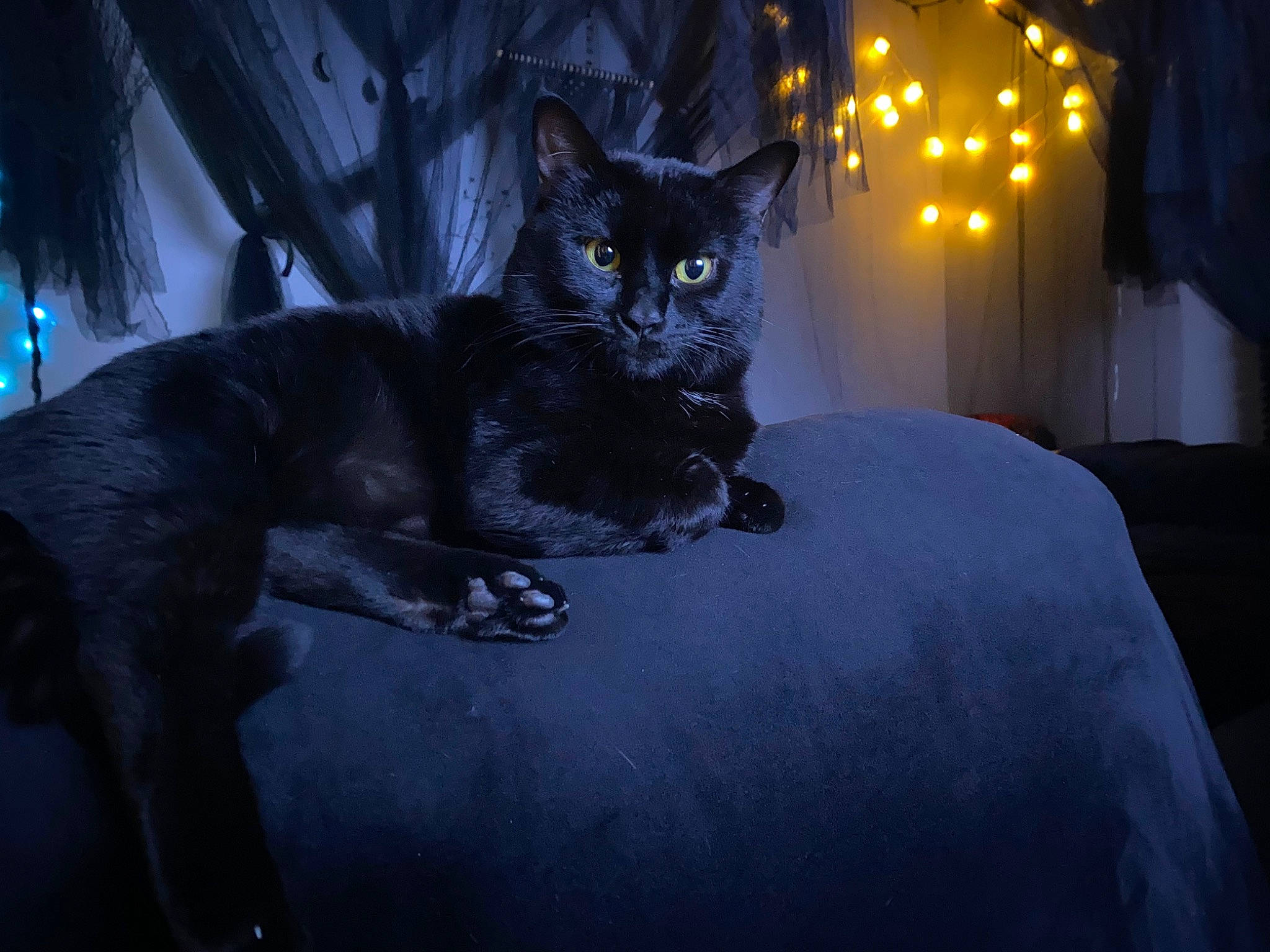 Seamus joined the competition — help win amazing prizes! bedding, black_cat, carnivore, cat, comfort, darkness, domestic_short_haired_cat, electric_blue, felidae, flash_photography, fur, grey, linens, midnight, night, small_to_medium_sized_cats, snout, tail, tree, whiskers