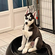 Aïko participe au concours pour gagner de l'argent avec cette photo : husky, puppy, dog, blue_eyes, sitting, black_bowl, pet, indoor, tile_floor, pet_gate, door, white_trim, cute, fur, portrait, room, playful, small, ears, tail