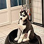 husky, puppy, dog, blue_eyes, sitting, black_bowl, pet, indoor, tile_floor, pet_gate, door, white_trim, cute, fur, portrait, room, playful, small, ears, tail
