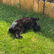 Luna participe au concours pour gagner de l'argent avec cette photo : black_cat, cat, grass, lawn, outdoor, sunlight, wooden_fence, garden, plants, leafy, relaxed, rolling, pet, animal, nature, summer, greenery, daylight, playful, feline