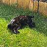 black_cat, cat, grass, lawn, outdoor, sunlight, wooden_fence, garden, plants, leafy, relaxed, rolling, pet, animal, nature, summer, greenery, daylight, playful, feline