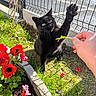 Luna a rejoint le concours — aidez-le/la à gagner de superbes lots ! black_cat, cat, paw, hand, flowers, red_flowers, pink_flowers, grass, garden, fence, sunlight, outdoor, greenery, plant, nature, pet, playful, animal, spring, daylight