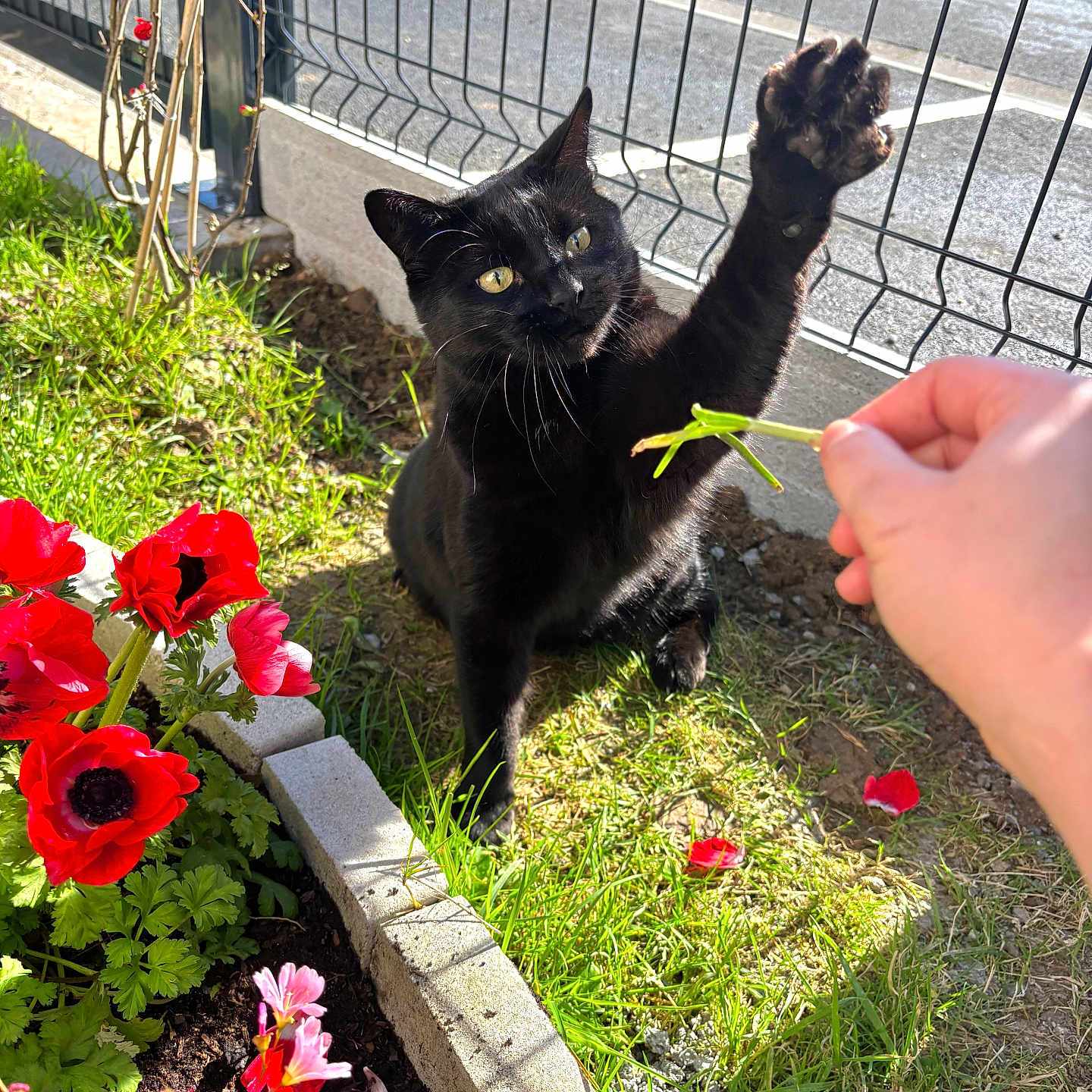 Luna a rejoint le concours — aidez-le/la à gagner de superbes lots ! black_cat, cat, paw, hand, flowers, red_flowers, pink_flowers, grass, garden, fence, sunlight, outdoor, greenery, plant, nature, pet, playful, animal, spring, daylight