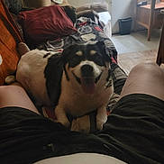 Bella joined the competition — help win amazing prizes! dog, couch, blanket, indoor, smiling, pet, black_and_white, happy, person, shorts, relaxed, floor, chair, living_room, pillow, furniture, home, tongue_out, sitting, cozy