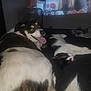 dog, cat, sleeping, tongue_out, black_and_white, indoor, pet, resting, lying_down, happy, animal, companion, fur, television, person, blurred_background, home, cozy, friendship, relaxation