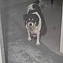 Bella is registered to the contest to win money with this photo: dog, indoor, concrete_floor, black_and_white, pet, animal, standing, mouth, striped_object, furniture, legs, shadow, floor, canine, companion, domestic, household, looking, front_view, alone