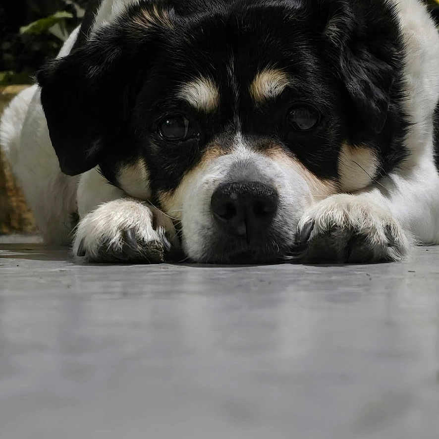 Bella joined the competition — help win amazing prizes! animal, background, black_and_white, calm, close_up, cute, dog, domestic, ears, face, floor, fur, indoor, leaf, lying_down, paws, pet, plant, portrait, resting