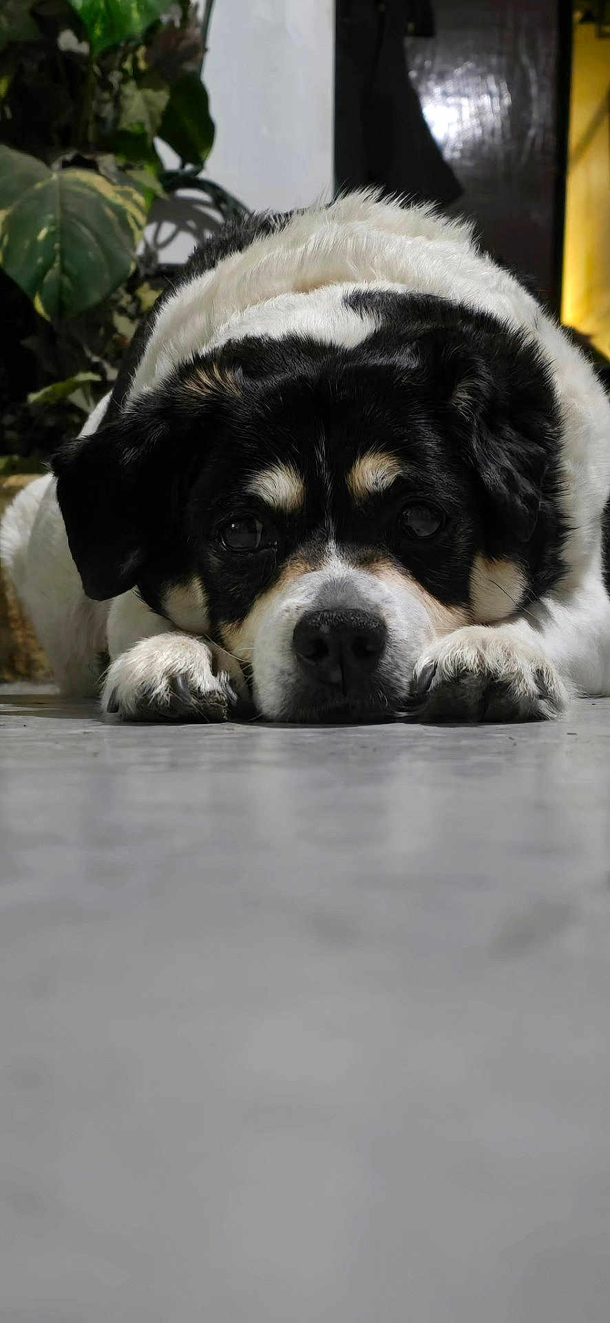 Bella joined the competition — help win amazing prizes! dog, black_and_white, lying_down, floor, indoor, pet, animal, close_up, face, fur, ears, paws, plant, leaf, background, resting, cute, domestic, calm, portrait