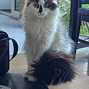Missy participe au concours pour gagner de l'argent avec cette photo : cat, fluffy, white, black, green_eyes, table, vinyl_record, indoor, washing_machine, chair, window, natural_light, furniture, pet, domestic, curious, tail, home, floor, decor