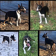 Rowdy is registered to the contest to win money with this photo: animal, black_and_white, bull_terrier, canine, collage, dog, fence, grass, happy, muddy_shore, nature, outdoor, pet, playful, snow, summer, tennis_ball, tongue_out, water, winter