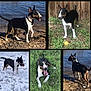 animal, black_and_white, bull_terrier, canine, collage, dog, fence, grass, happy, muddy_shore, nature, outdoor, pet, playful, snow, summer, tennis_ball, tongue_out, water, winter