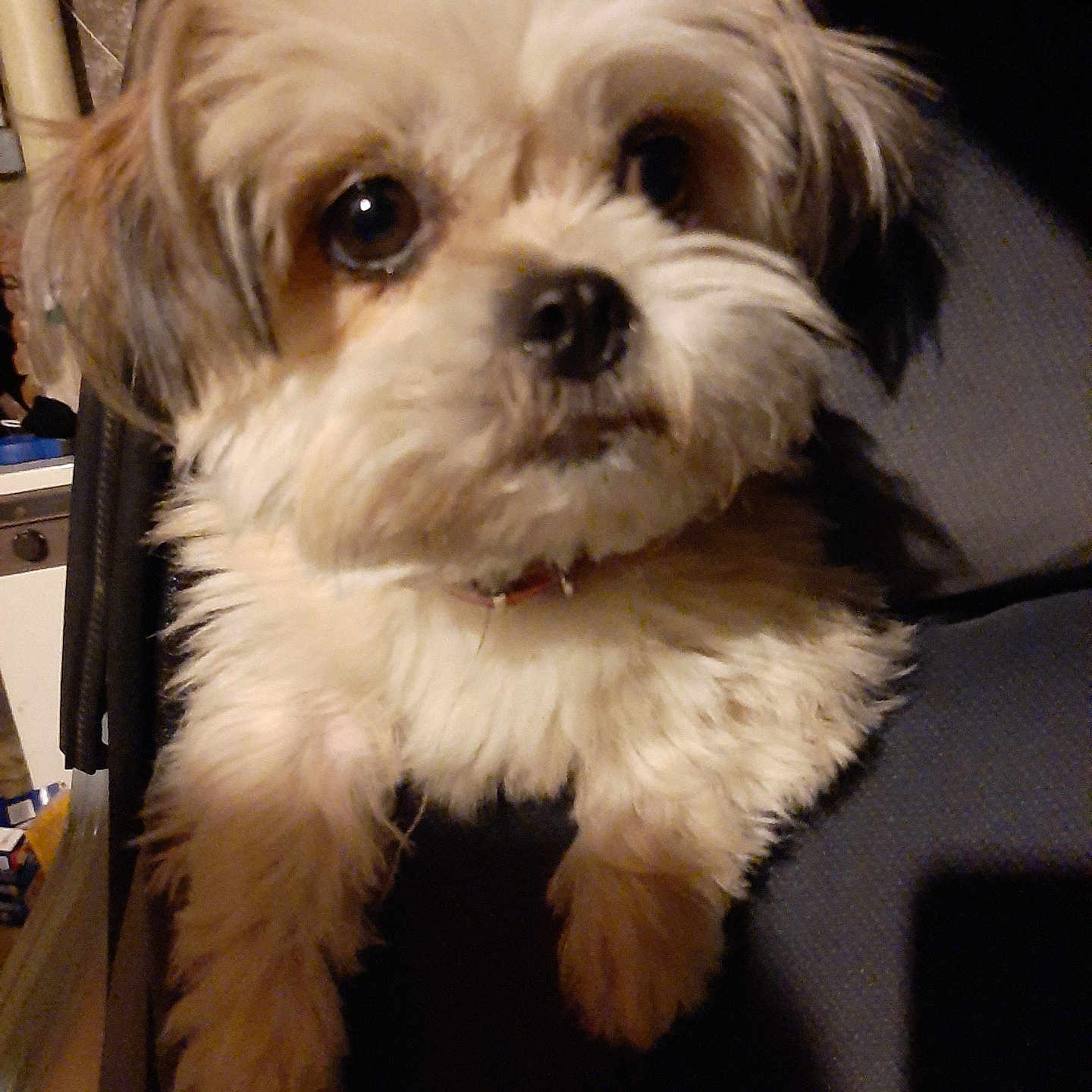Rocky a rejoint le concours — aidez-le/la à gagner de superbes lots ! animal, chair, closeup, companion, curious, cute, dog, domestic, ears, expression, face, fluffy, fur, household, indoor, looking, pet, seated, small_dog, whiskers
