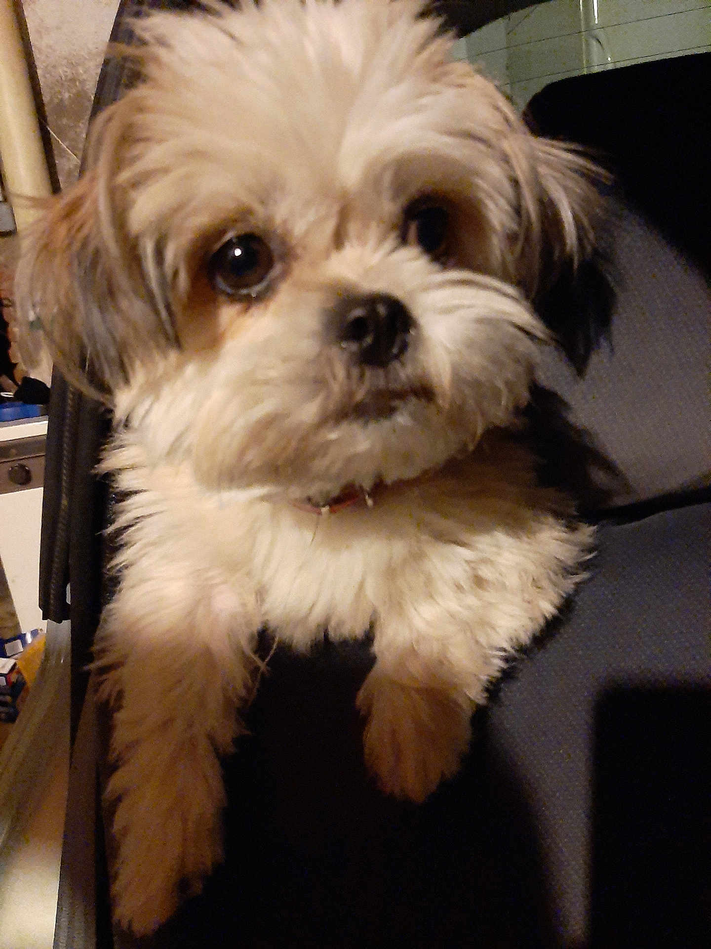 Rocky a rejoint le concours — aidez-le/la à gagner de superbes lots ! dog, fluffy, pet, small_dog, indoor, chair, fur, cute, animal, companion, domestic, face, ears, whiskers, closeup, looking, seated, household, expression, curious