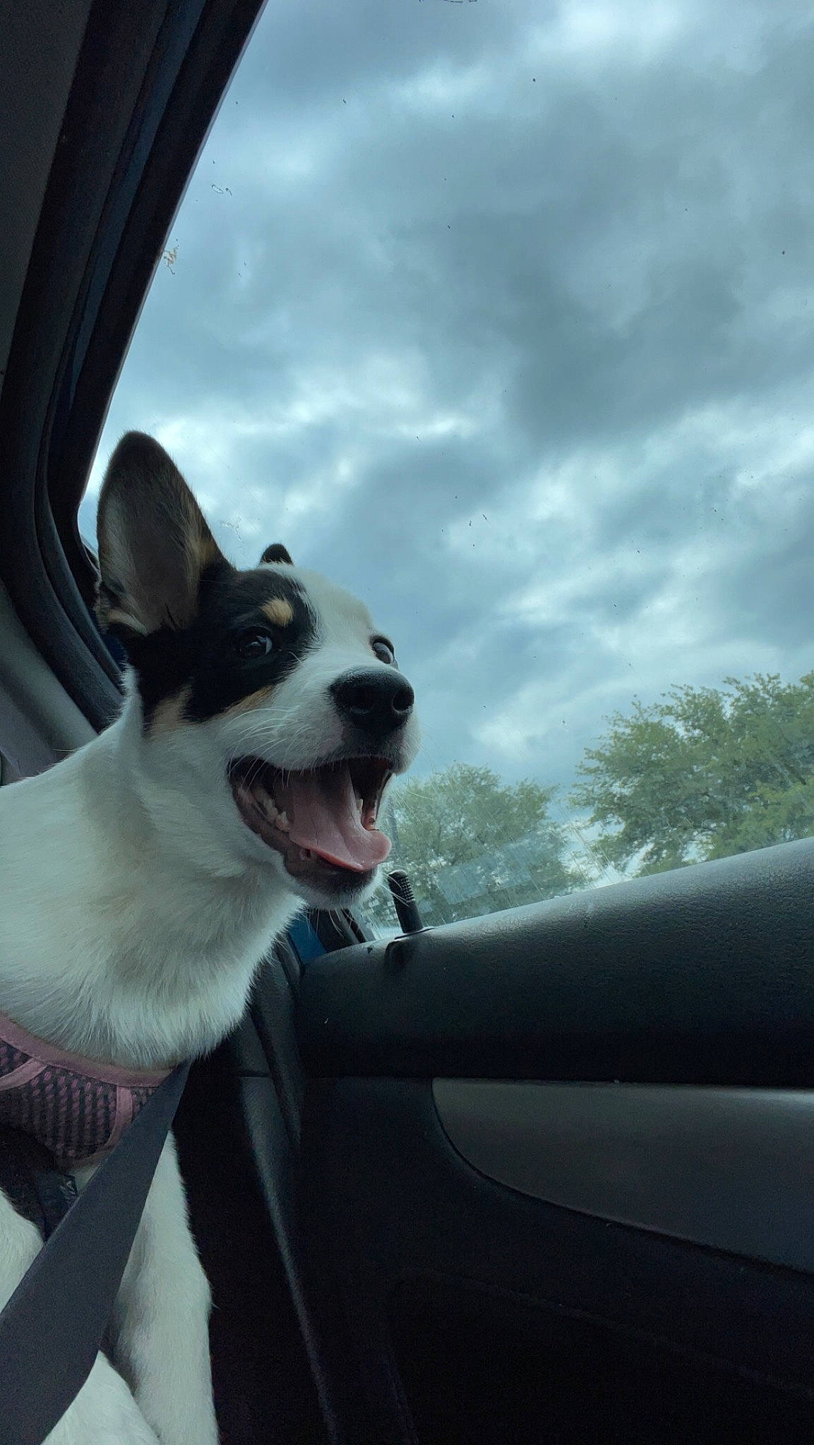Manual Transmission joined the competition — help win amazing prizes! auto_part, automotive_exterior, automotive_mirror, car, carnivore, cloud, collar, companion_dog, dog, dog_breed, hood, rear_view_mirror, sky, snout, tints_and_shades, tree, vehicle, vehicle_door, windscreen_wiper, windshield