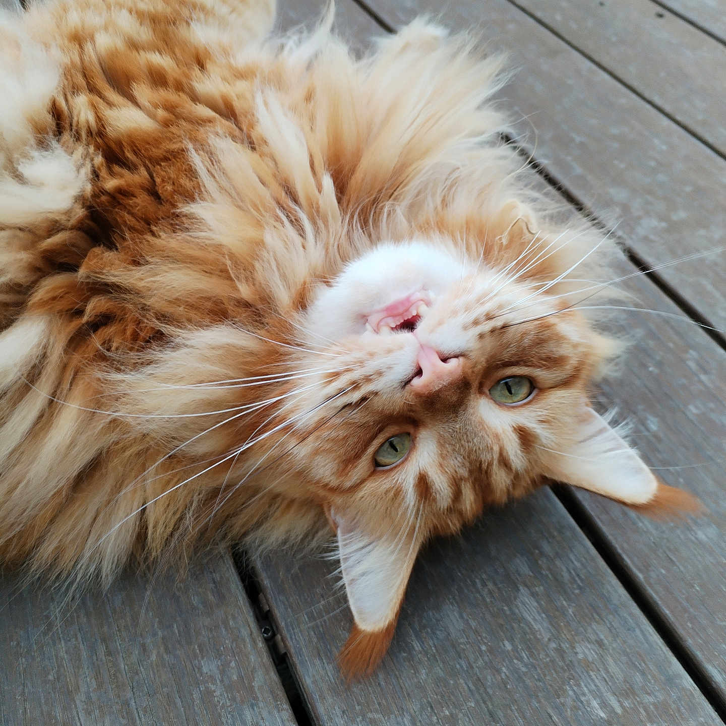 Tino participe au concours pour gagner de l'argent avec cette photo : animal, cat, closeup, cute, domestic_cat, feline, fluffy, fur, green_eyes, looking_at_camera, lying_down, orange_tabby, outdoor, pet, playful, relaxed, soft_fur, upside_down, whiskers, wooden_deck