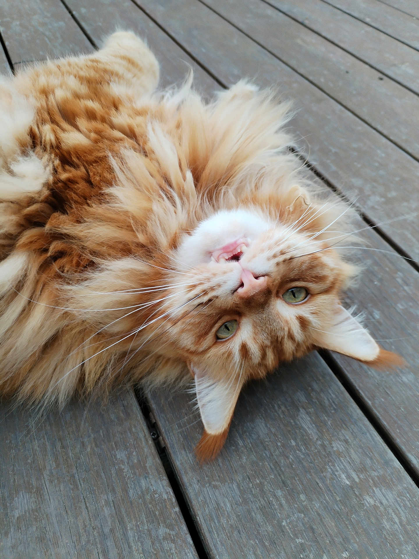 Tino participe au concours pour gagner de l'argent avec cette photo : cat, orange_tabby, fluffy, fur, whiskers, green_eyes, wooden_deck, playful, pet, animal, outdoor, closeup, cute, lying_down, relaxed, feline, domestic_cat, looking_at_camera, soft_fur, upside_down