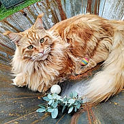 Tino a rejoint le concours — aidez-le/la à gagner de superbes lots ! cat, fluffy, orange_cat, outdoor, grass, metal_basin, rust, plant, eucalyptus, ball, pet, animal, feline, fur, relaxed, nature, greenery, curious, resting, closeup