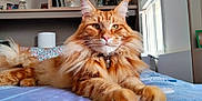Tino a rejoint le concours — aidez-le/la à gagner de superbes lots ! cat, orange_tabby, fluffy, bed, blanket, indoor, window, shelf, decor, pet, feline, relaxed, lying_down, whiskers, ears, collar, fur, paw, home, natural_light