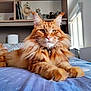 cat, orange_tabby, fluffy, bed, blanket, indoor, window, shelf, decor, pet, feline, relaxed, lying_down, whiskers, ears, collar, fur, paw, home, natural_light