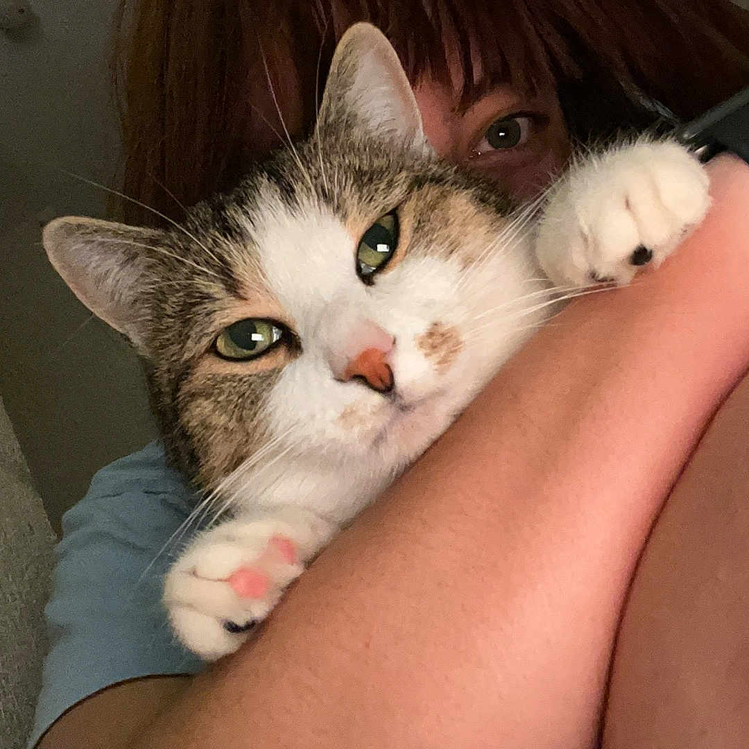 Téquila participe au concours pour gagner de l'argent avec cette photo : abyssinian, accessories, animal, ankle, arm, bodypart, bracelet, cat, chair, couch, finger, furniture, hand, jewelry, kitten, manx, person, pet, wrist, wristwatch