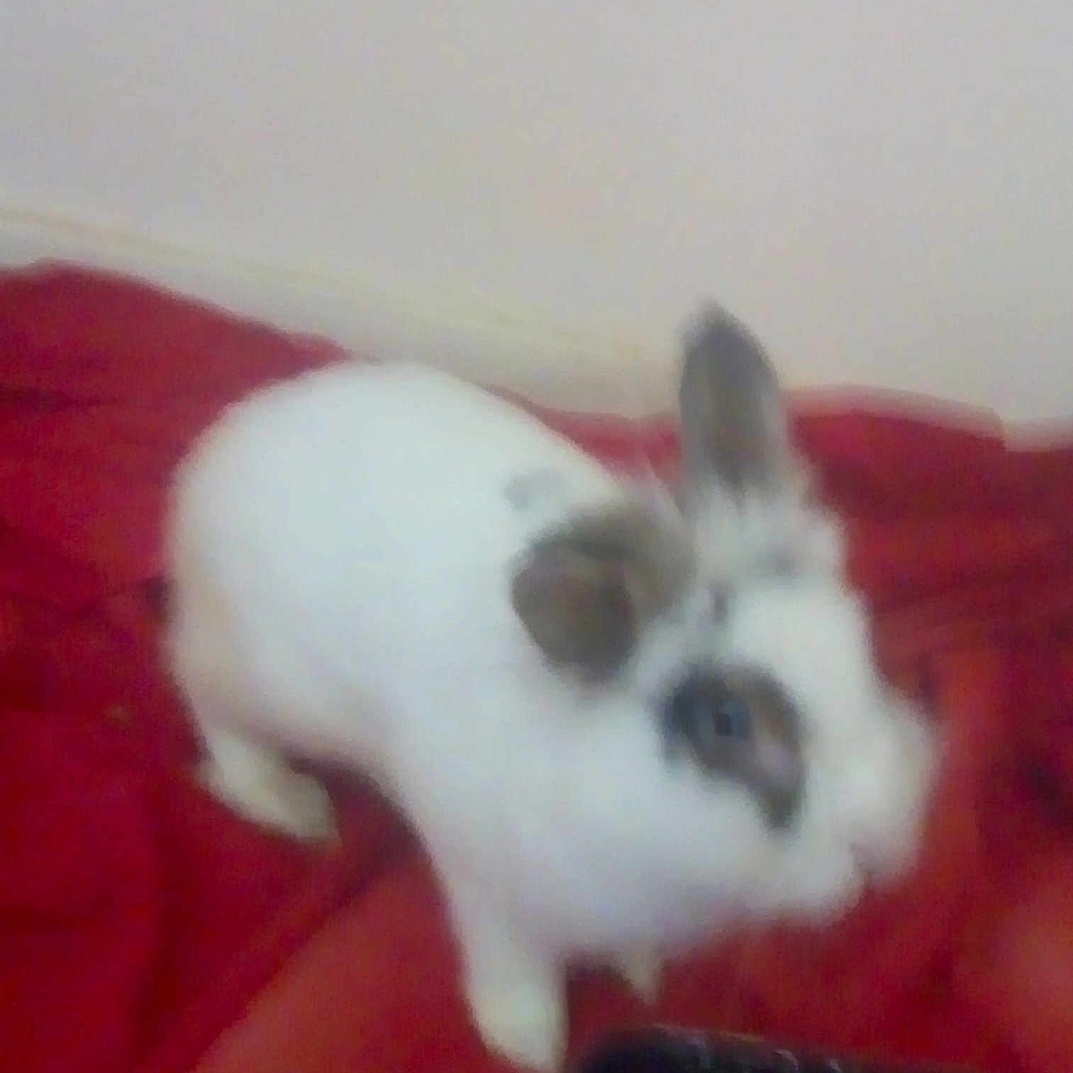 Olaf joined the competition — help win amazing prizes! domestic_rabbit, ear, fawn, hare, mammal, rabbit, rabbits_and_hares, snout, whiskers