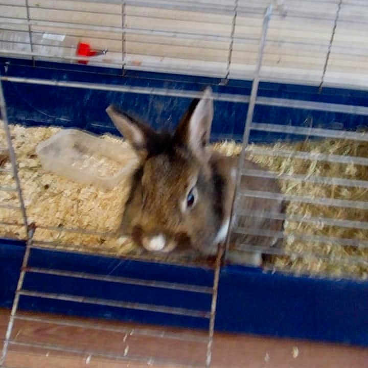 Coco is registered to the contest to win money with this photo: animal_shelter, cage, degu, domestic_rabbit, fawn, hare, mammal, rabbit, rabbits_and_hares, snout, tile, whiskers, wildlife, wood