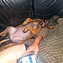 arm, bare_leg, belly_up, black, brown, casual, collar, dog, fur, indoor, leather_couch, paw, person, pet, plaid_shirt, relaxed, resting, sleeping, smartphone, technology