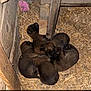 puppies, newborn, sleeping, brown, wood, straw, bedding, animal, cute, pile, small, fur, indoors, resting, cuddle, pileup, four, canine, pets, warm