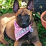animal, bandana, canine, collar, dog, ear, face, fur, garden, grass, greenery, leaf, nature, outdoor, pet, plant, pot, puppy, sitting, young