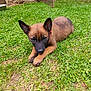 puppy, dog, grass, outdoor, pet, young_dog, animal, ears, collar, brown_fur, black_muzzle, lying_down, nature, greenery, yard, playful, cute, canine, summer, sunlight