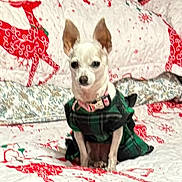 Leti is registered to the contest to win money with this photo: dog, small_dog, pet, clothing, dress, bed, bedspread, reindeer, holiday, christmas, plaid, white, red, green, indoor, animal, cute, sitting, fabric, decor