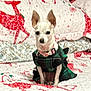 dog, small_dog, pet, clothing, dress, bed, bedspread, reindeer, holiday, christmas, plaid, white, red, green, indoor, animal, cute, sitting, fabric, decor