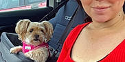 Minnie is registered to the contest to win money with this photo: woman, dog, car_interior, pet_booster_seat, red_top, smile, seatbelt, window, pink_harness, short_hair, hand, nail_polish, steering_wheel, car_seat, brick_building, vehicle, casual, daylight, looking, portrait