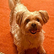 Minnie joined the competition — help win amazing prizes! dog, small_dog, fluffy, happy, pet, indoor, carpet, orange_carpet, tail, fur, cute, animal, canine, companion, friendly, domestic, smiling, paw, standing, looking_up