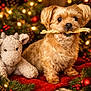 Minnie joined the competition — help win amazing prizes! dog, stuffed_animal, chew_toy, red_blanket, christmas_decorations, pine_cones, holiday_lights, festive, cozy, indoor, fur, pet, toy, greenery, ornaments, background_blur, cute, small_dog, decor, warm_lighting