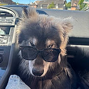 Kaizen participe au concours pour gagner de l'argent avec cette photo : dog, sunglasses, car_interior, fluffy, blue_eyes, seat, dashboard, sunlight, window, daytime, pet, canine, cool, portrait, vehicle, road, reflection, casual, animal, leisure