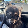 dog, sunglasses, car_interior, fluffy, blue_eyes, seat, dashboard, sunlight, window, daytime, pet, canine, cool, portrait, vehicle, road, reflection, casual, animal, leisure