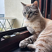 Socky participe au concours pour gagner de l'argent avec cette photo : cat, feline, window, windowsill, resting, indoor, striped_fur, fur, paw, face, ears, natural_light, blurred_background, quiet, calm, pet, animal, home, relaxed, looking_out
