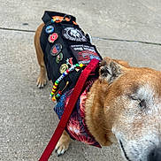 Jemma is registered to the contest to win money with this photo: animal, beads, brown_fur, canine, closeup, collar, daylight, dog, happy, leash, outdoor, patches, pavement, pet, pins, red_leash, sidewalk, smiling, vest, walking