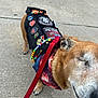 animal, beads, brown_fur, canine, closeup, collar, daylight, dog, happy, leash, outdoor, patches, pavement, pet, pins, red_leash, sidewalk, smiling, vest, walking