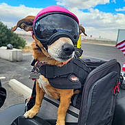 Jemma is registered to the contest to win money with this photo: adventure, animal, brown_dog, canine, clouds, dog, goggles, helmet, leash, motorcycle, outdoor, parked_vehicle, pet, protective_gear, road, seat, sitting, sky, transportation, travel