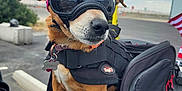 Jemma is registered to the contest to win money with this photo: adventure, animal, brown_dog, canine, clouds, dog, goggles, helmet, leash, motorcycle, outdoor, parked_vehicle, pet, protective_gear, road, seat, sitting, sky, transportation, travel