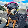 adventure, animal, brown_dog, canine, clouds, dog, goggles, helmet, leash, motorcycle, outdoor, parked_vehicle, pet, protective_gear, road, seat, sitting, sky, transportation, travel