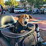 Jemma is registered to the contest to win money with this photo: animal, cars, dog, flags, harley_davidson, helmet, leather_jacket, motorcycle, motorcycle_carrier, motorcyclists, one-eyed, outdoor, parking_lot, pavement, pet, shadows, sunlight, transportation, trees, urban