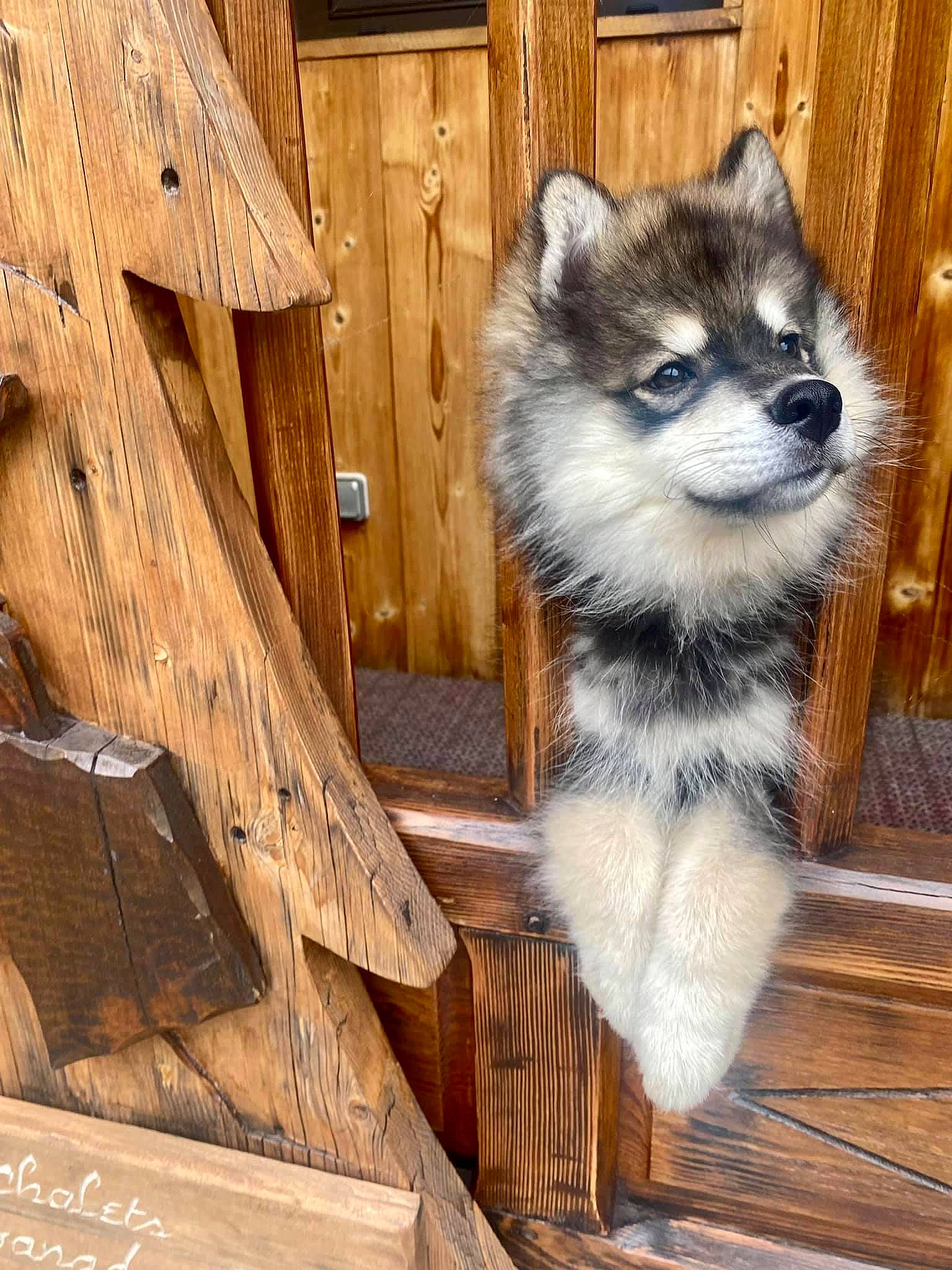 Niviuk a rejoint le concours — aidez-le/la à gagner de superbes lots ! carnivore, electric_blue, fawn, fur, hardwood, lumber, natural_material, plank, procyonidae, tail, terrestrial_animal, tree, trunk, twig, whiskers, wildlife, wood, wood_stain